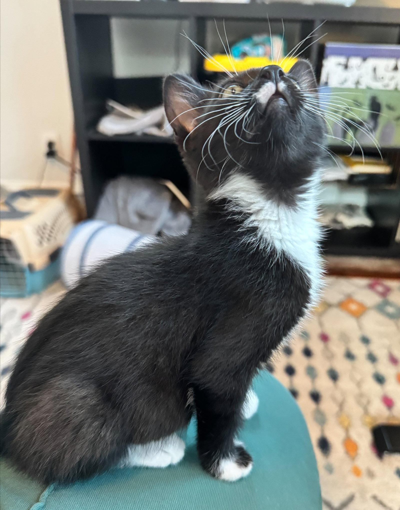 Enlarge Dali, a Adoptable Domestic Short Hair in Shawnee, KS image 2/3