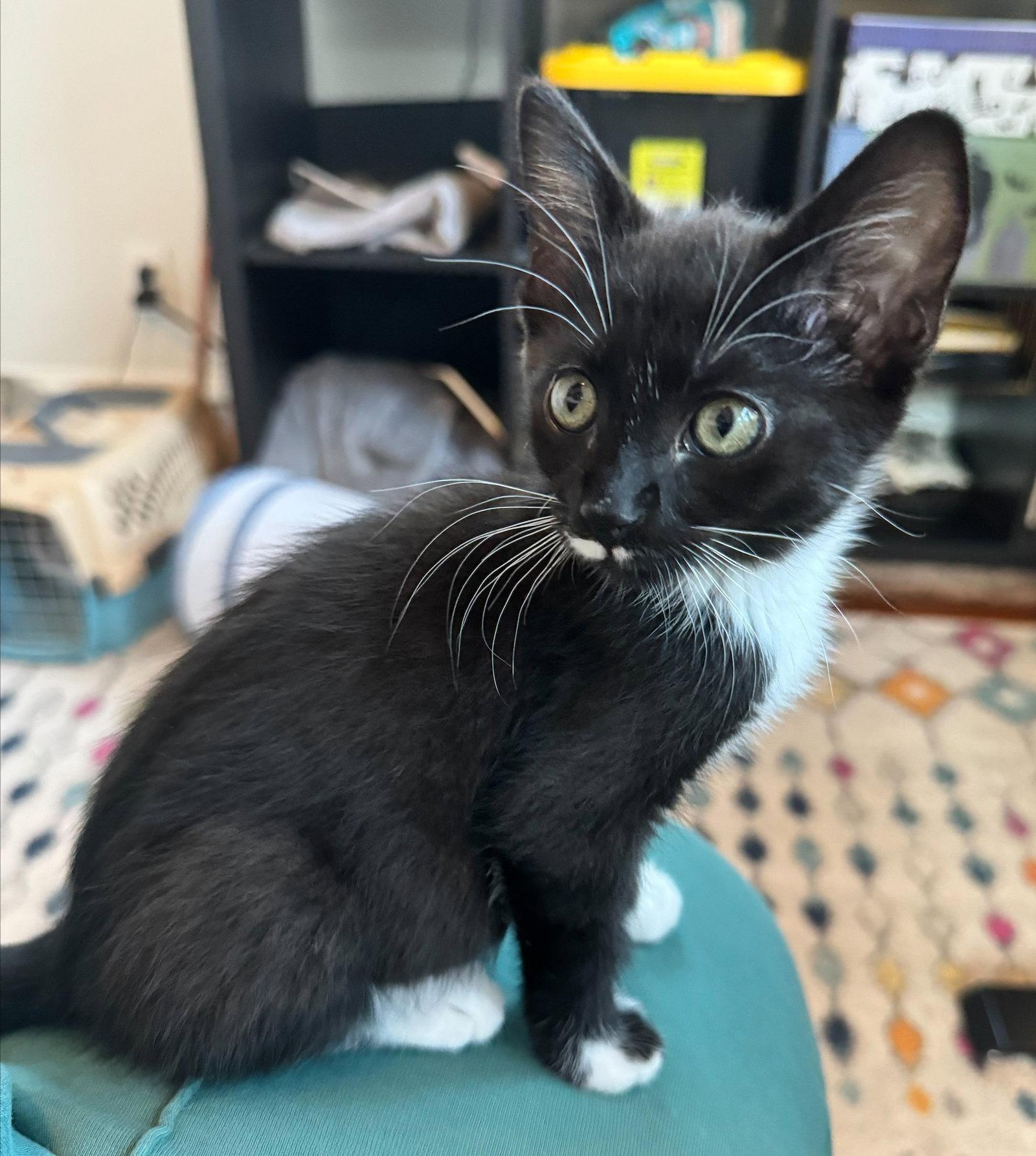 Enlarge Dali, a Adoptable Domestic Short Hair in Shawnee, KS image 3/3