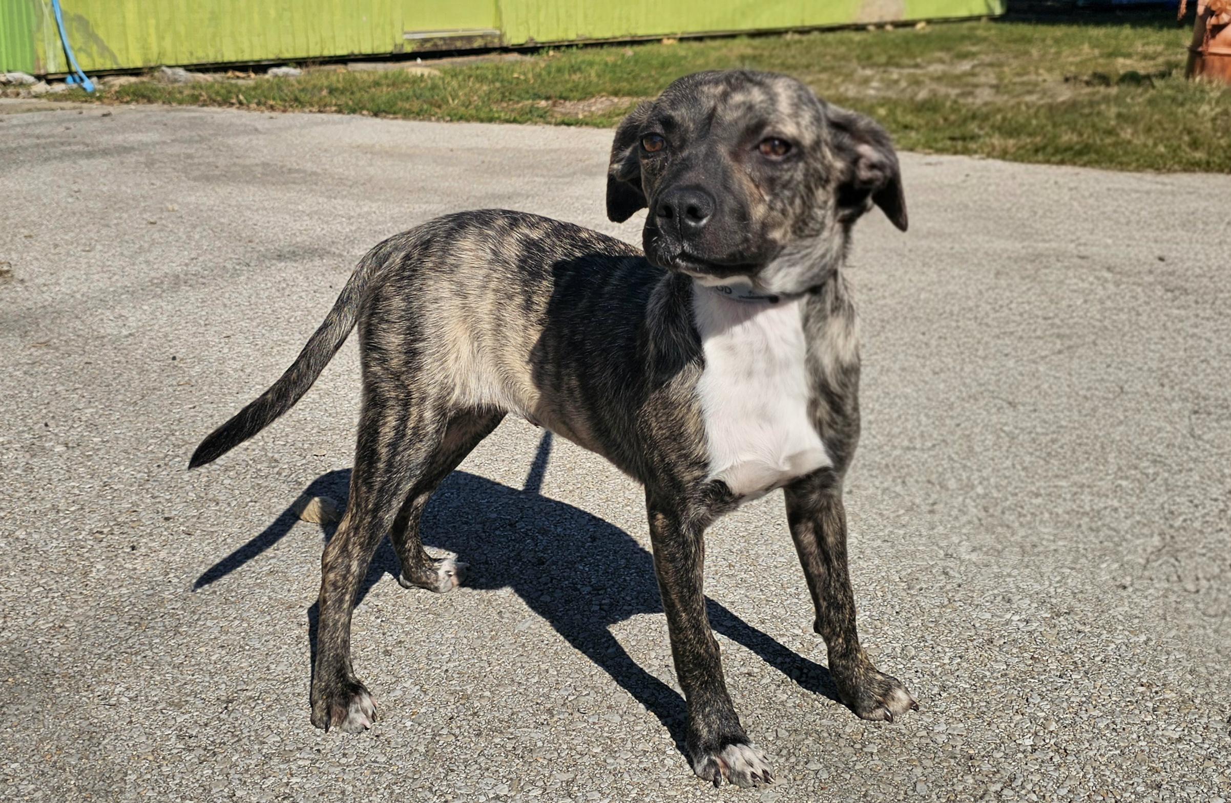 Enlarge Miley, a Adoptable Puggle in Lexington, KY image 5/6