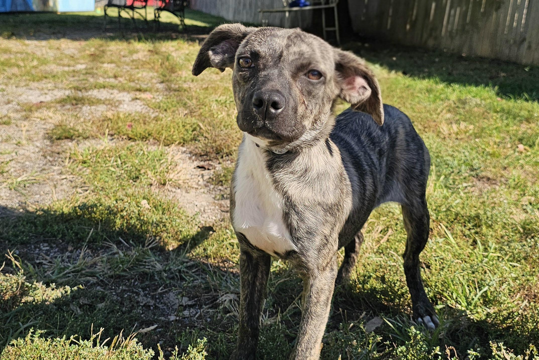 Enlarge Miley, a Adoptable Puggle in Lexington, KY image 1/6