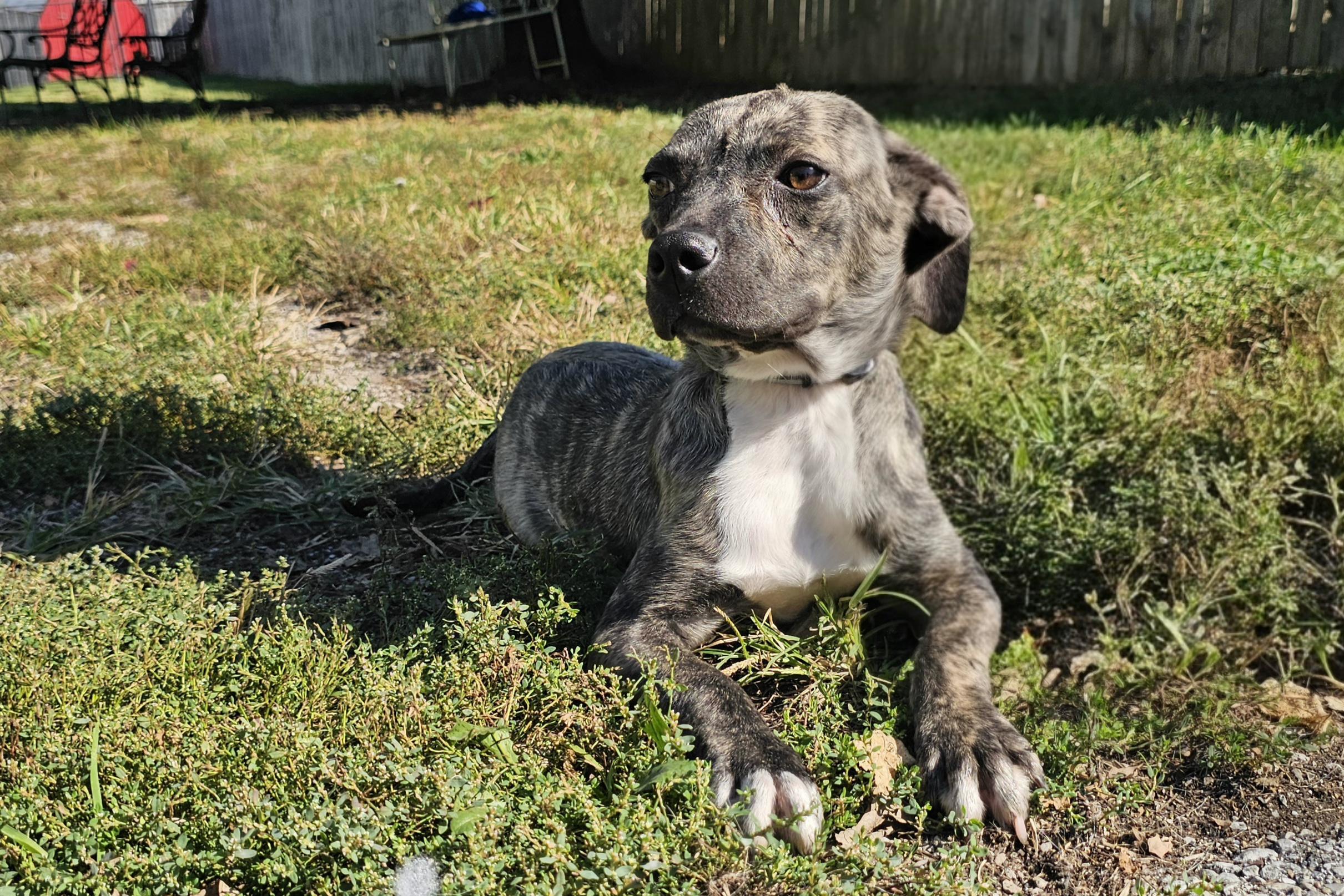 Enlarge Miley, a Adoptable Puggle in Lexington, KY image 4/6