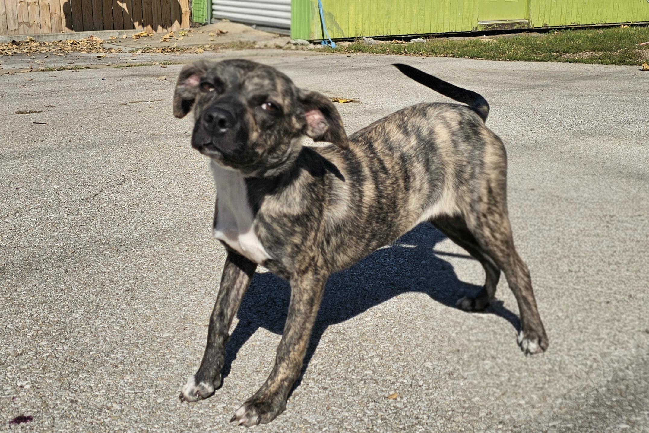 Enlarge Miley, a Adoptable Puggle in Lexington, KY image 6/6