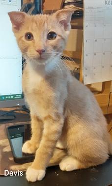 Davis, Adoptable, Kitten Male Domestic Short Hair.