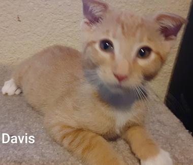 Enlarge Davis, a Adoptable Domestic Short Hair in Fair Oaks, CA image 2/2