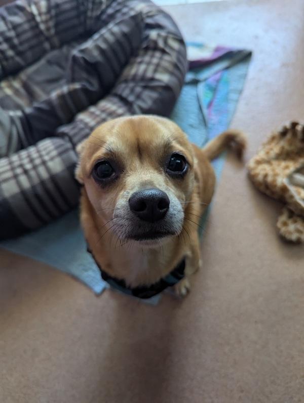 Enlarge Bouncyball, a Adoptable mixed breed in Healdsburg, CA image 1/1