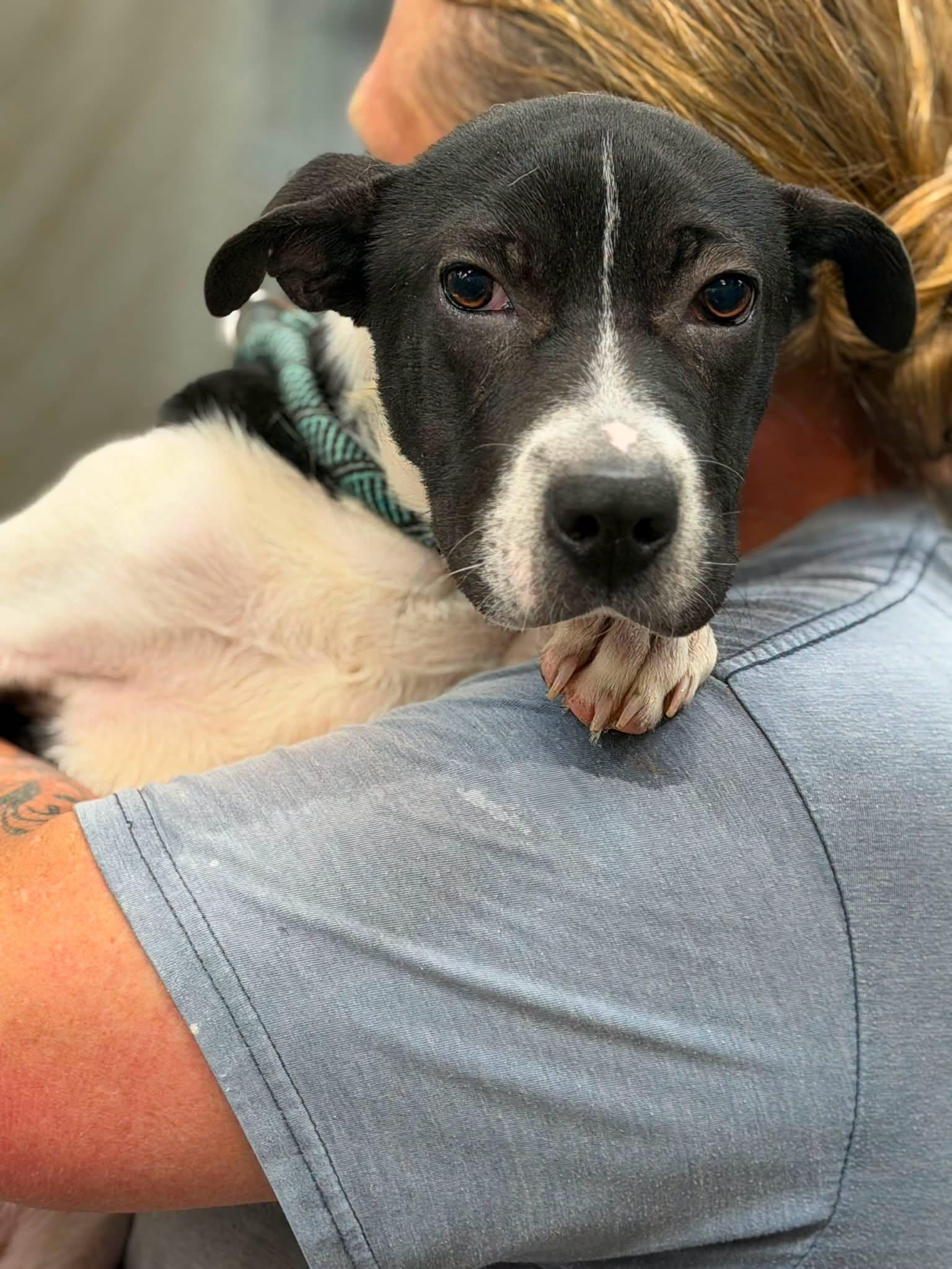 Tommy, ADOPTABLE, Young Male Mixed Breed.