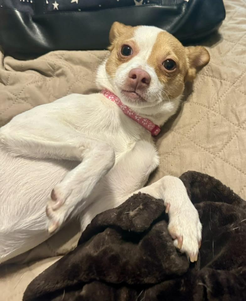Enlarge Theresa, a ADOPTABLE mixed breed in Yorktown, VA image 5/6