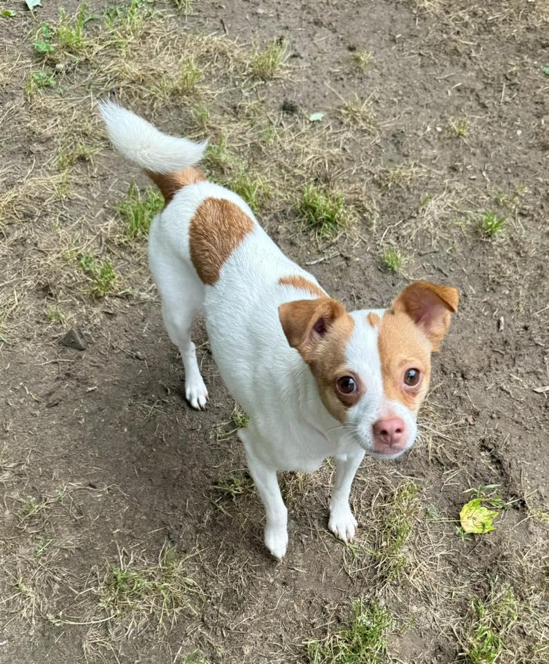 Enlarge Theresa, a ADOPTABLE mixed breed in Yorktown, VA image 1/6