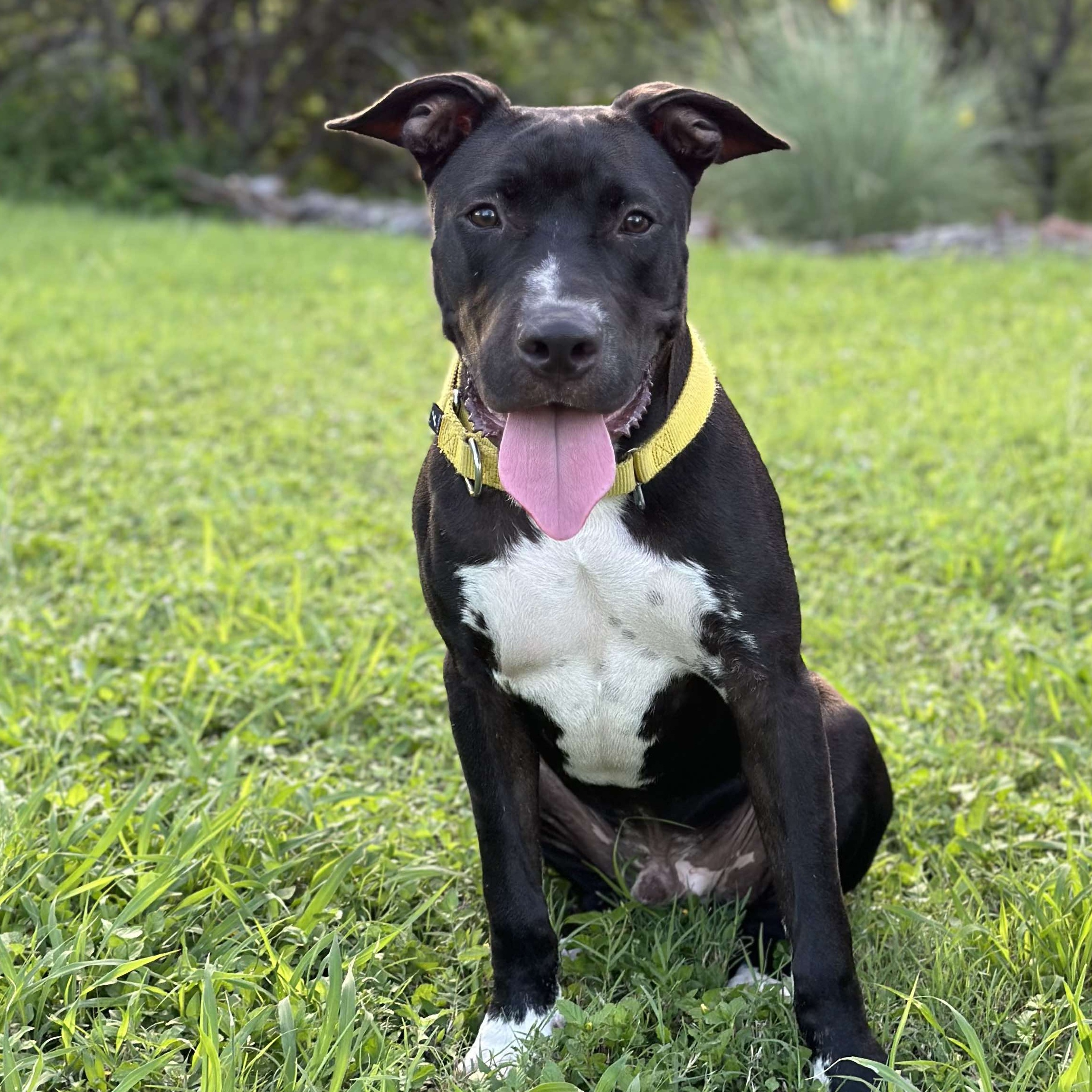 Dog for adoption Charlie, a Terrier & Retriever Mix in Boise, ID