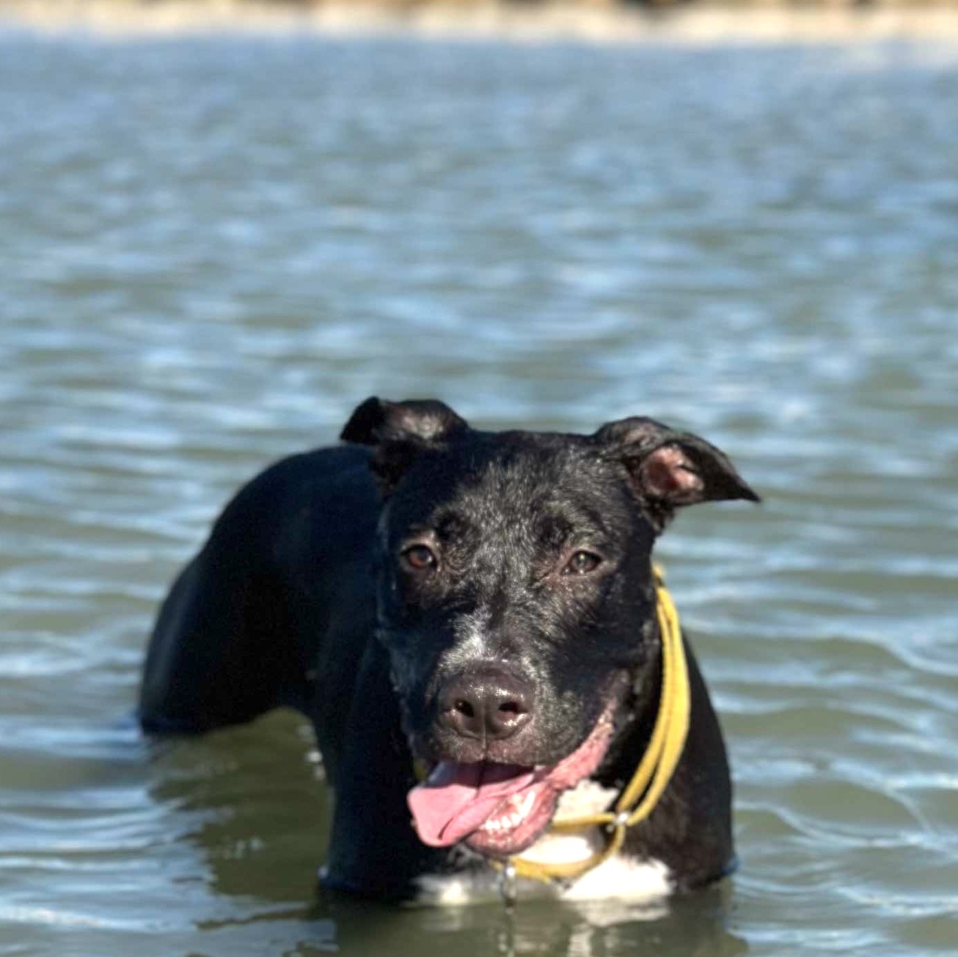 Dog for adoption Charlie, a Terrier & Retriever Mix in Boise, ID