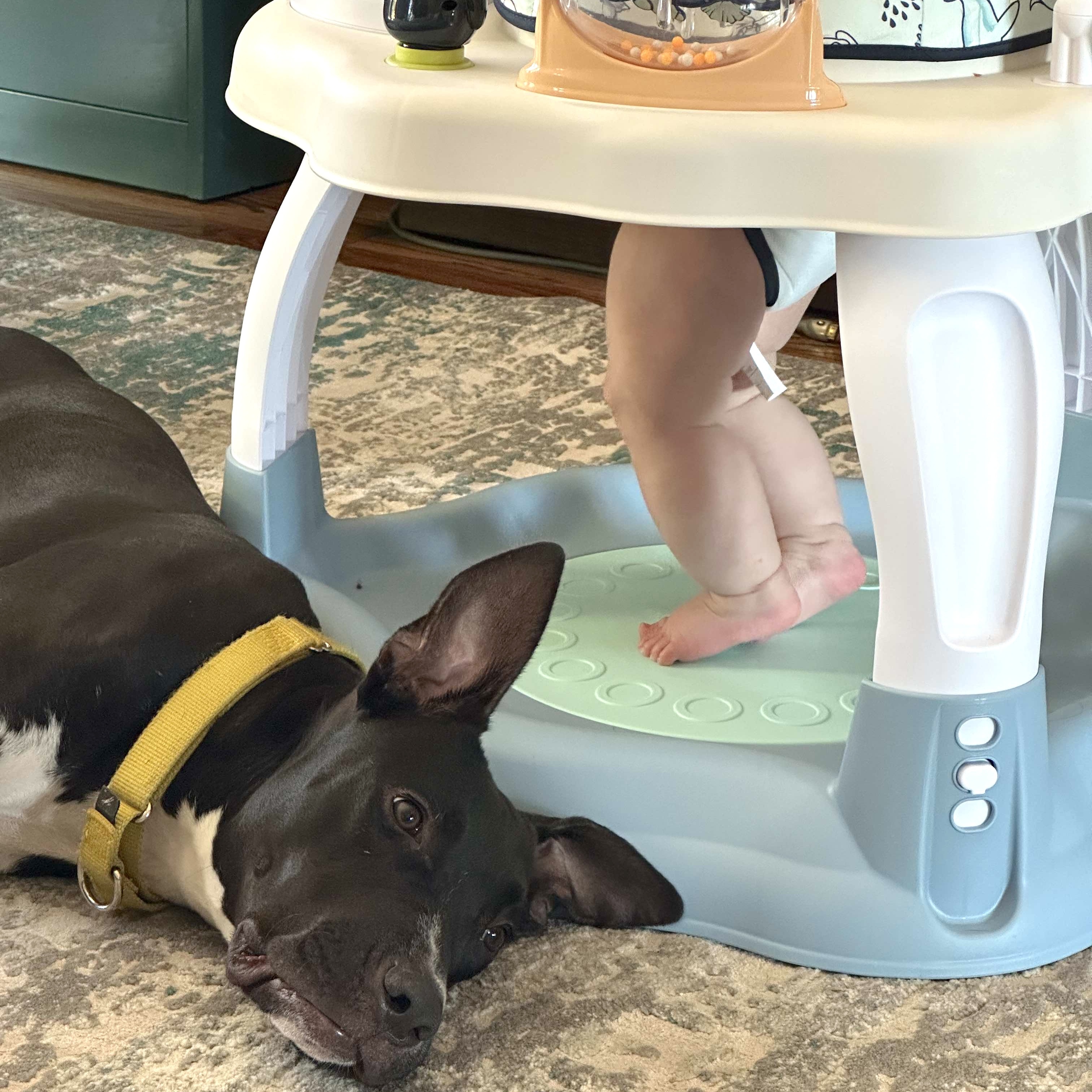 Dog for adoption Charlie, a Terrier & Retriever Mix in Boise, ID