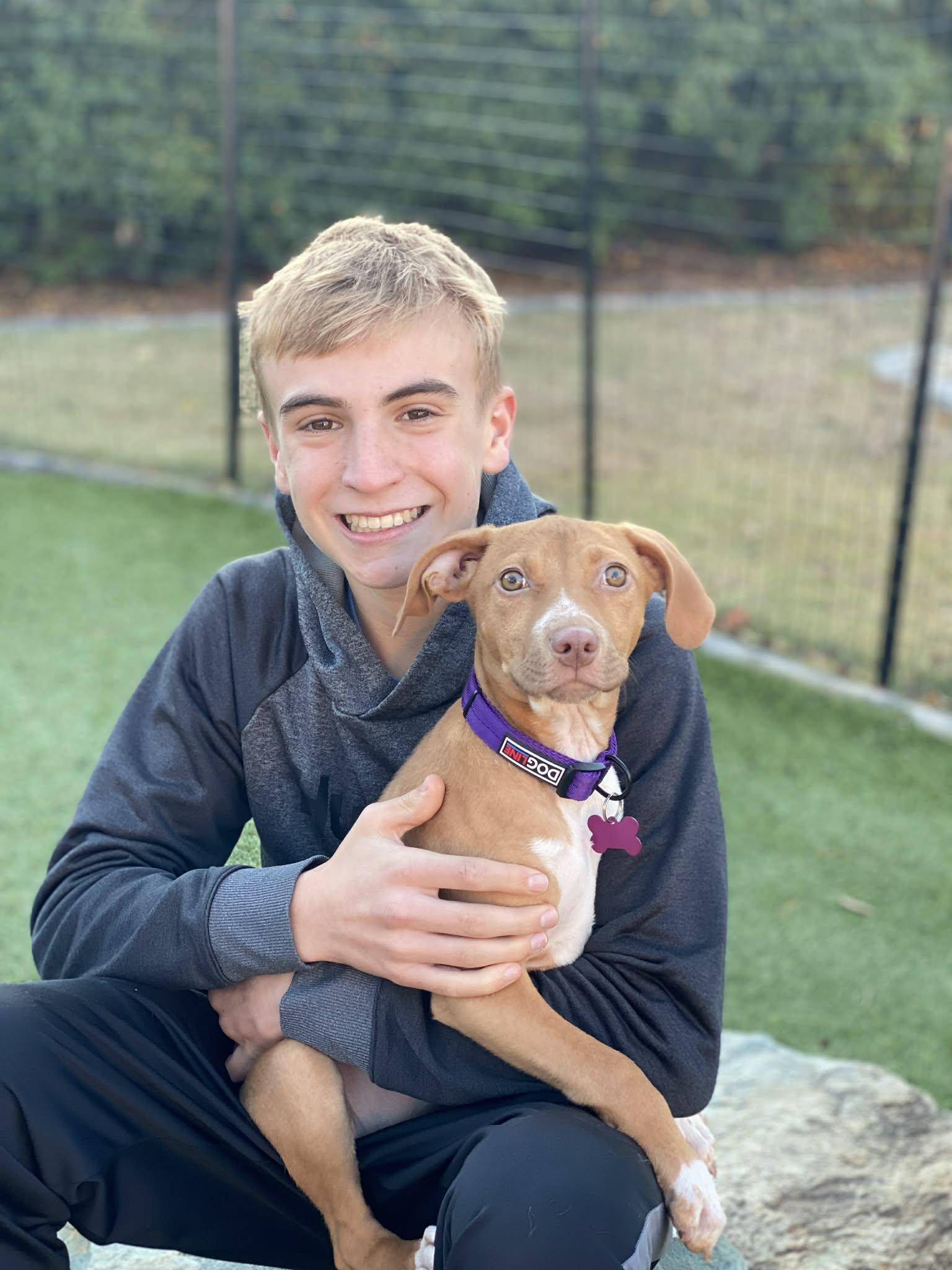 Enlarge TOFFEE, a Adoptable mixed breed in Portland, OR image 2/6