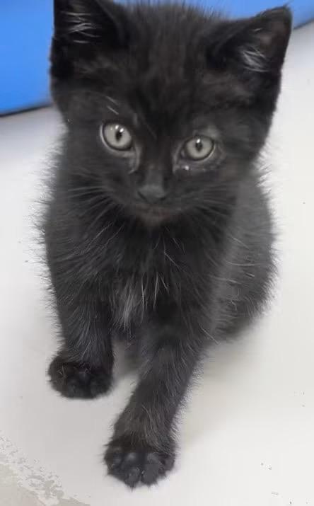 Hugo, Adoptable, Kitten Male Domestic Short Hair.