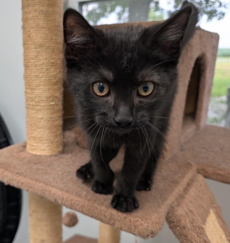 Enlarge Hugo, a Adoptable Domestic Short Hair in Carthage, IL image 6/6