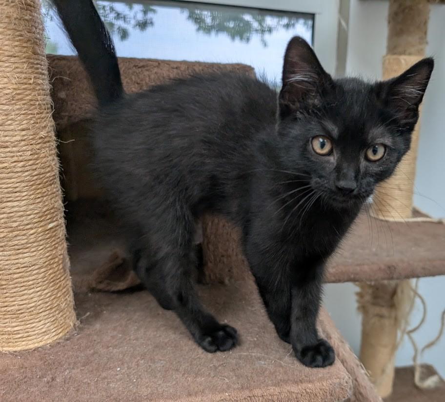 Enlarge Hugo, a Adoptable Domestic Short Hair in Carthage, IL image 3/6