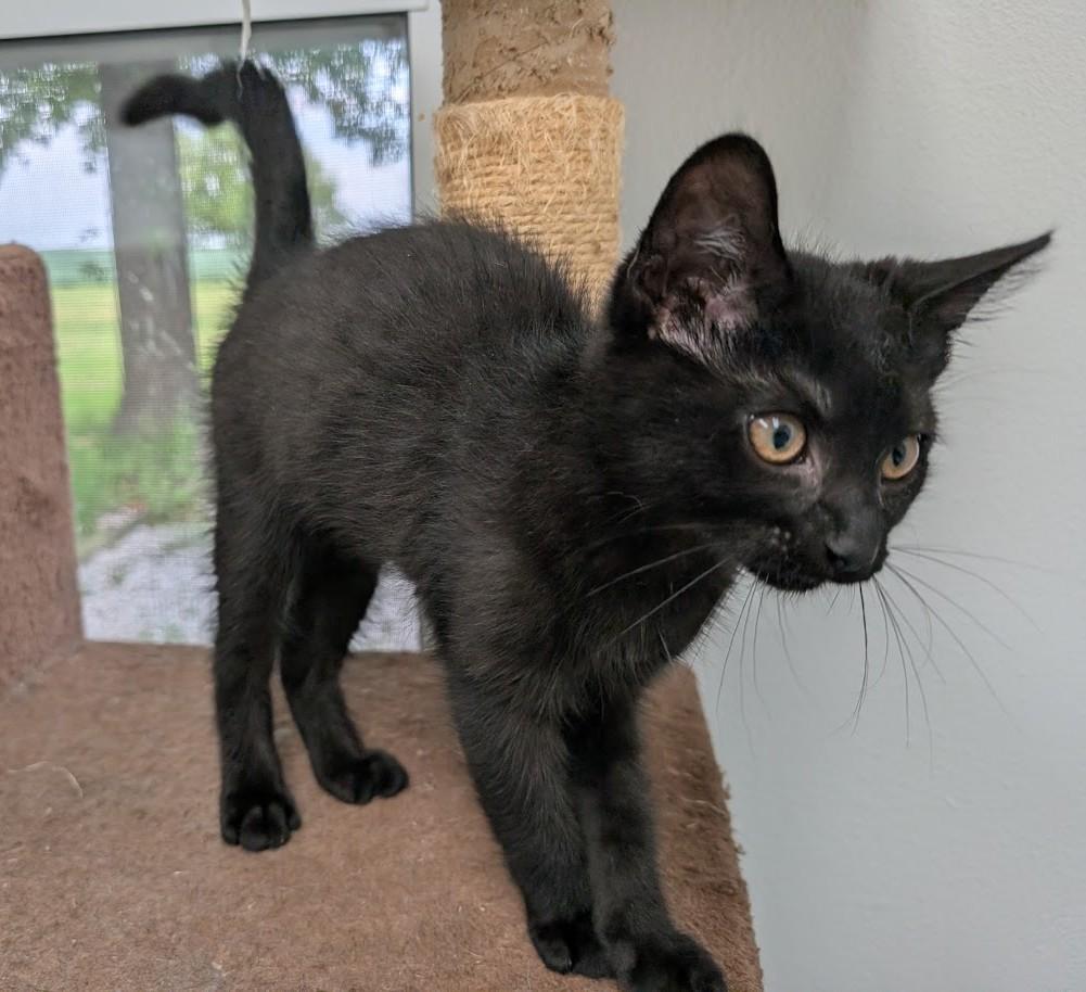 Enlarge Hugo, a Adoptable Domestic Short Hair in Carthage, IL image 4/6