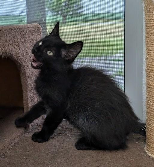 Enlarge Hugo, a Adoptable Domestic Short Hair in Carthage, IL image 2/6