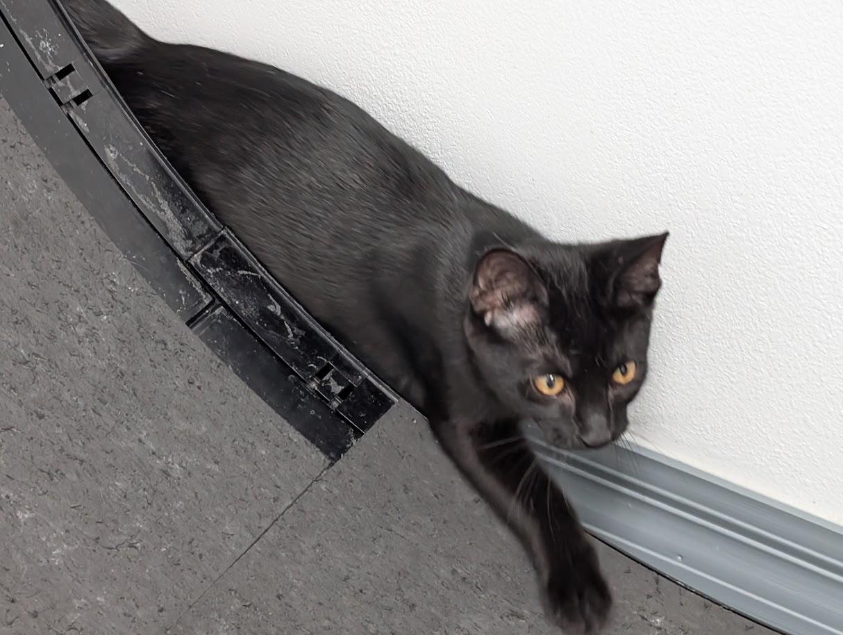 Enlarge Hugo, a Adoptable Domestic Short Hair in Carthage, IL image 3/6