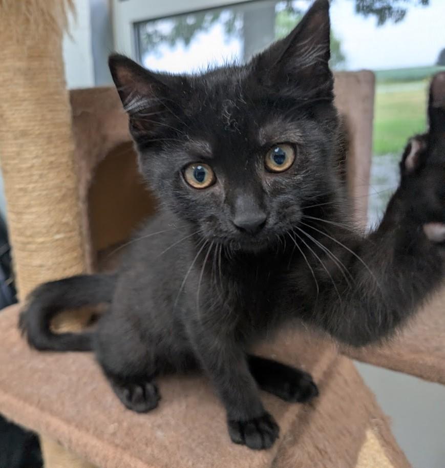 Enlarge Hugo, a Adoptable Domestic Short Hair in Carthage, IL image 5/6