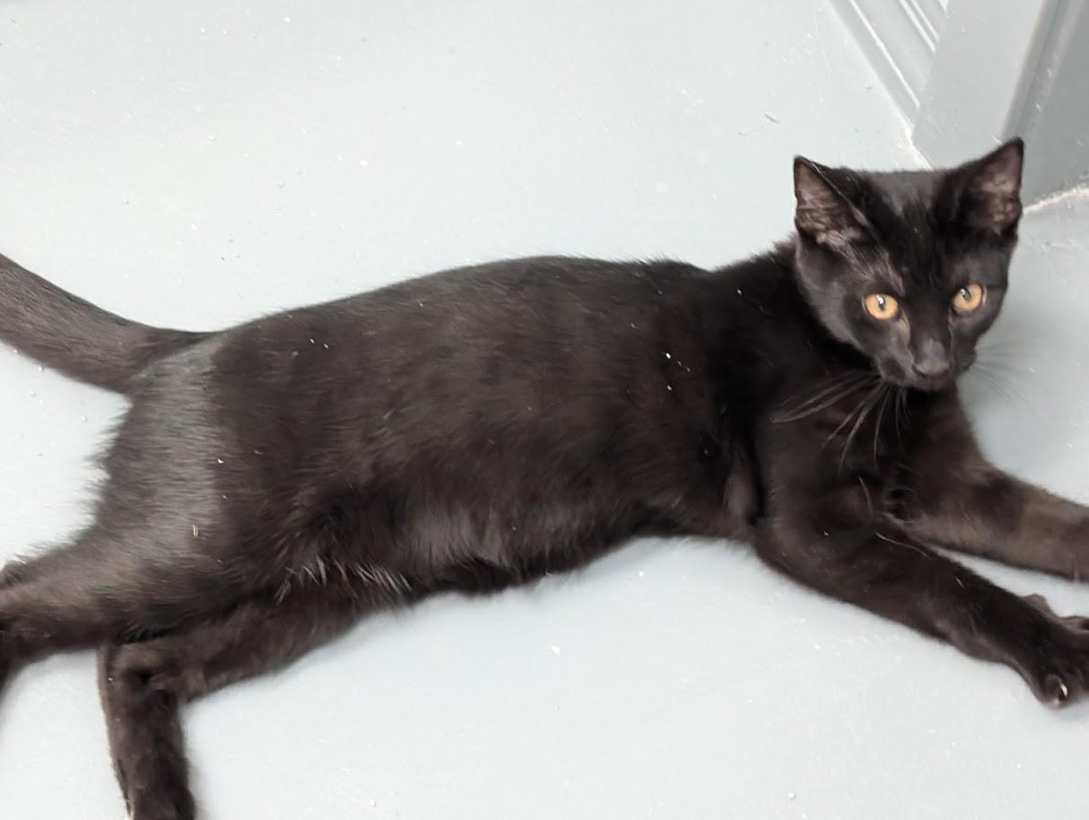 Enlarge Hugo, a Adoptable Domestic Short Hair in Carthage, IL image 4/6