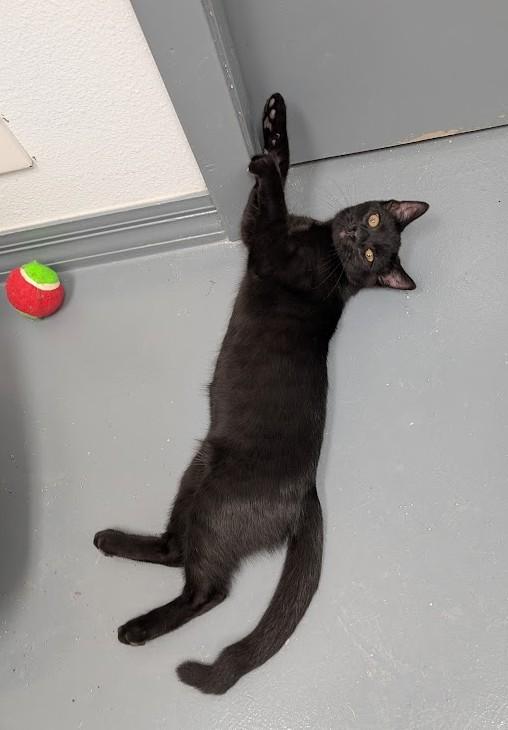 Enlarge Hugo, a Adoptable Domestic Short Hair in Carthage, IL image 2/6