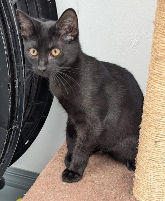 Hugo, Adoptable, Young Male Domestic Short Hair.