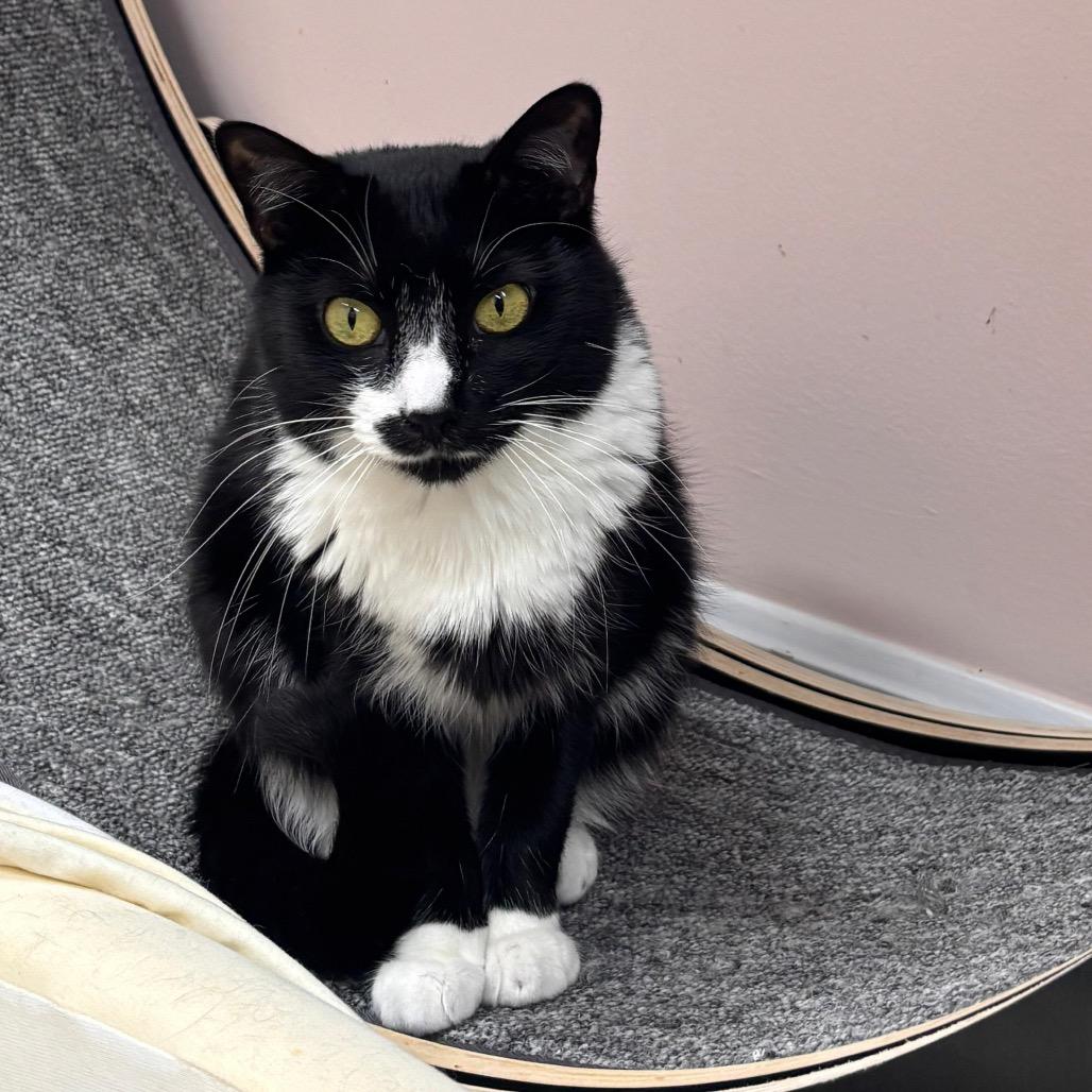 Enlarge Tessie, a Adoptable Domestic Short Hair in Lauderhill, FL image 4/6