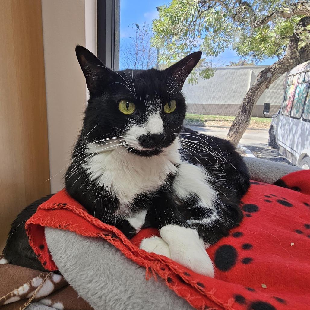 Enlarge Tessie, a Adoptable Domestic Short Hair in Lauderhill, FL image 5/6