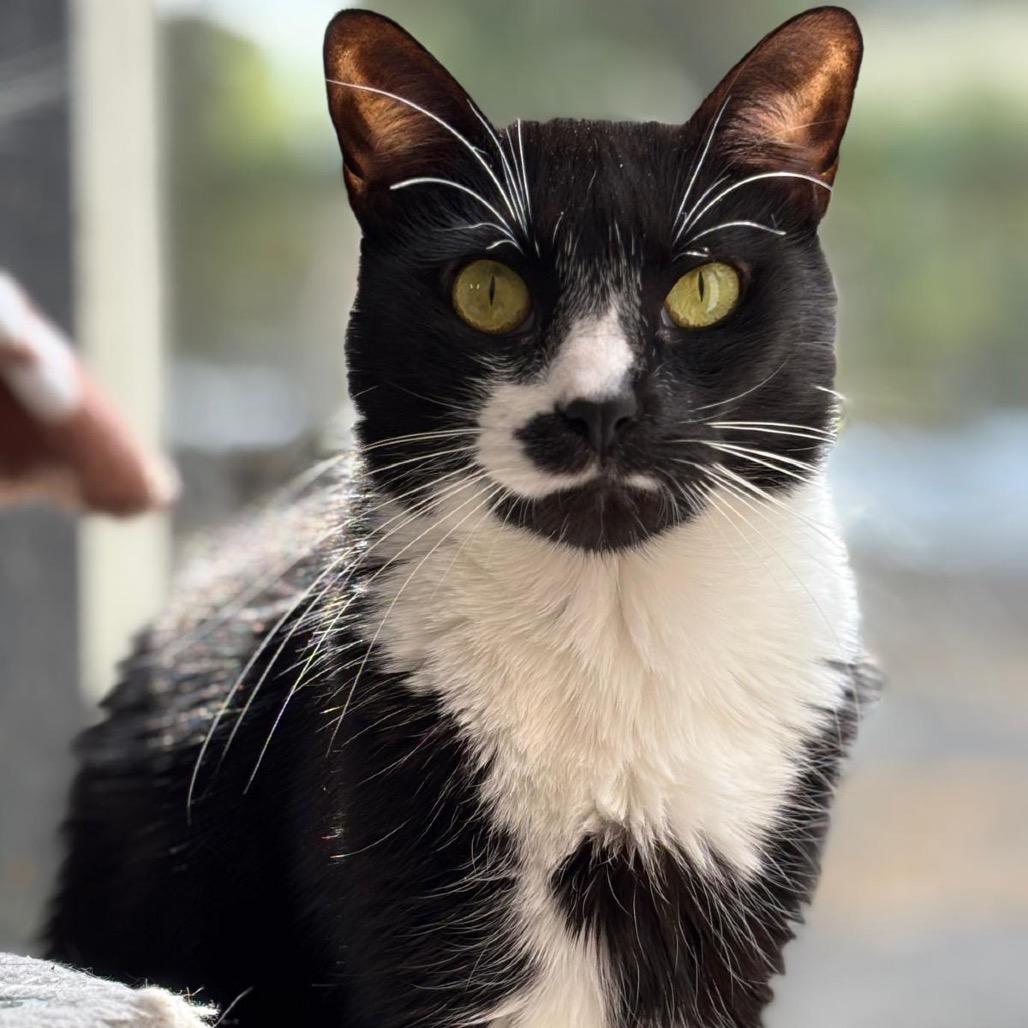 Enlarge Tessie, a Adoptable Domestic Short Hair in Lauderhill, FL image 1/6