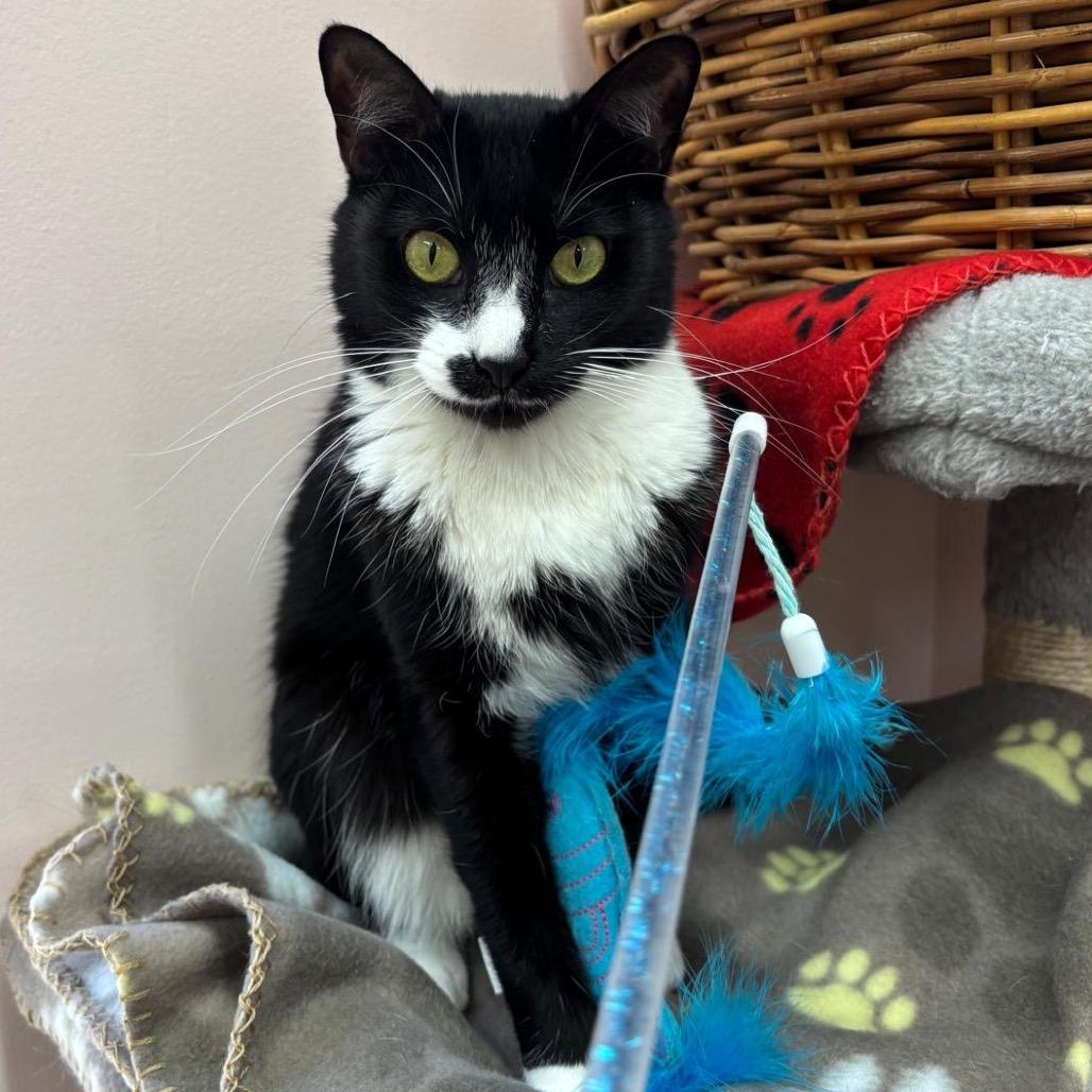 Enlarge Tessie, a Adoptable Domestic Short Hair in Lauderhill, FL image 6/6