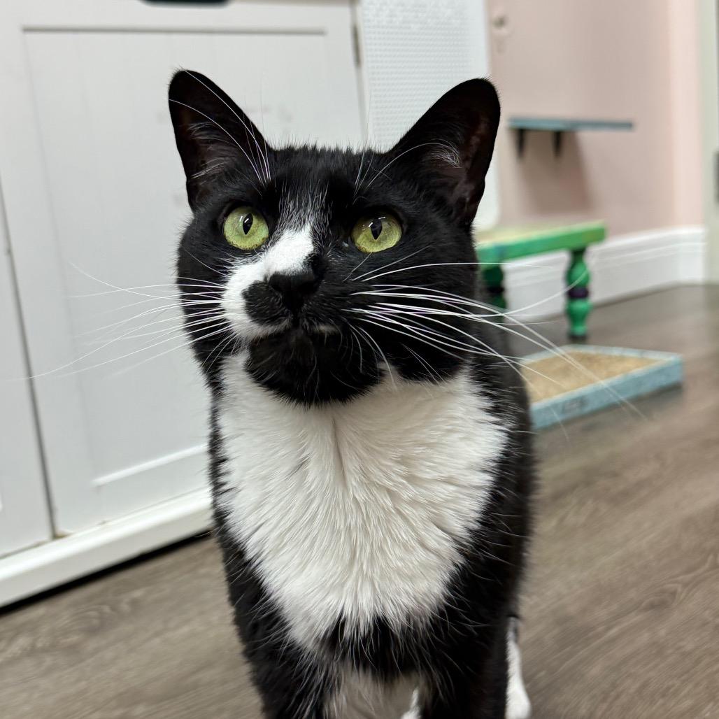 Enlarge Tessie, a Adoptable Domestic Short Hair in Lauderhill, FL image 3/6