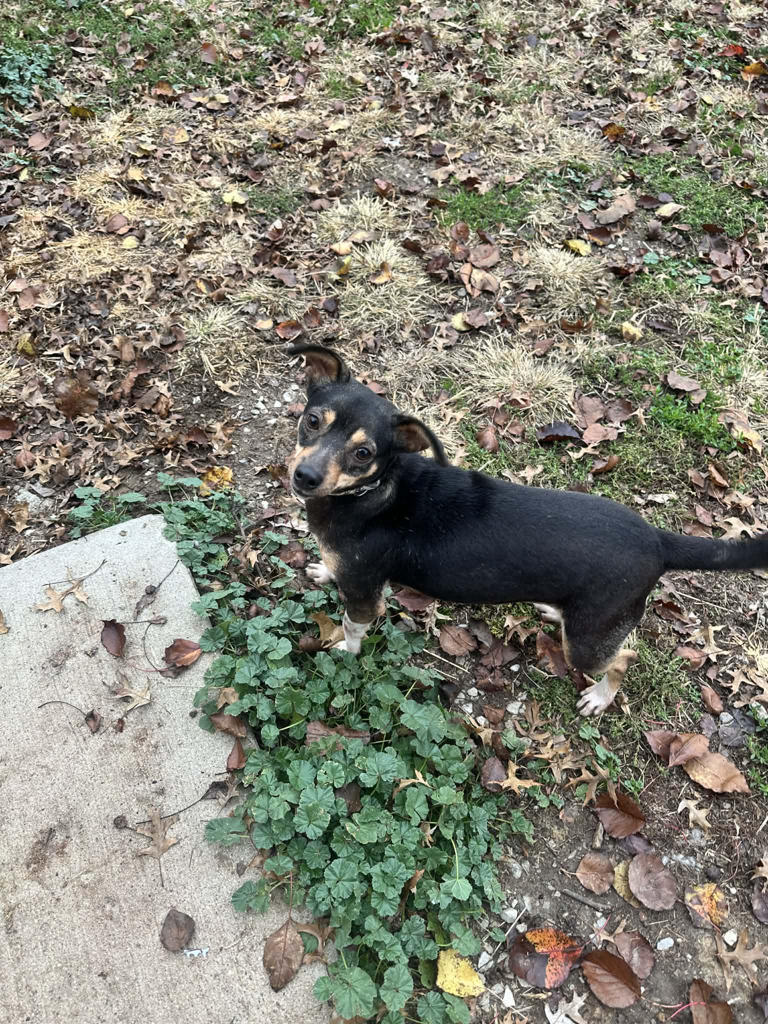 Juniper, Adoptable, Adult Female Terrier.