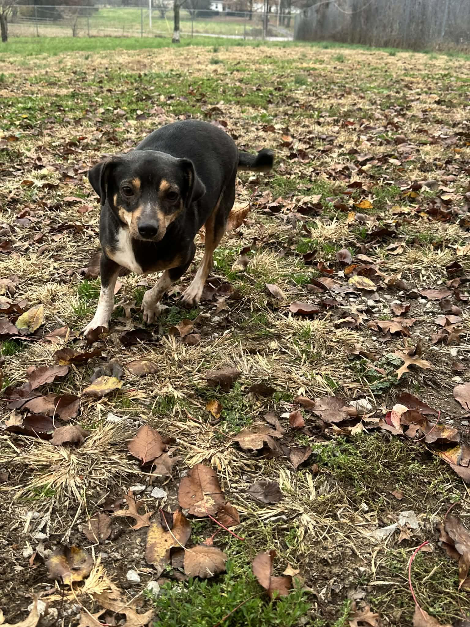 Juniper, a Adoptable Terrier in Fairfield, IL image 2/2