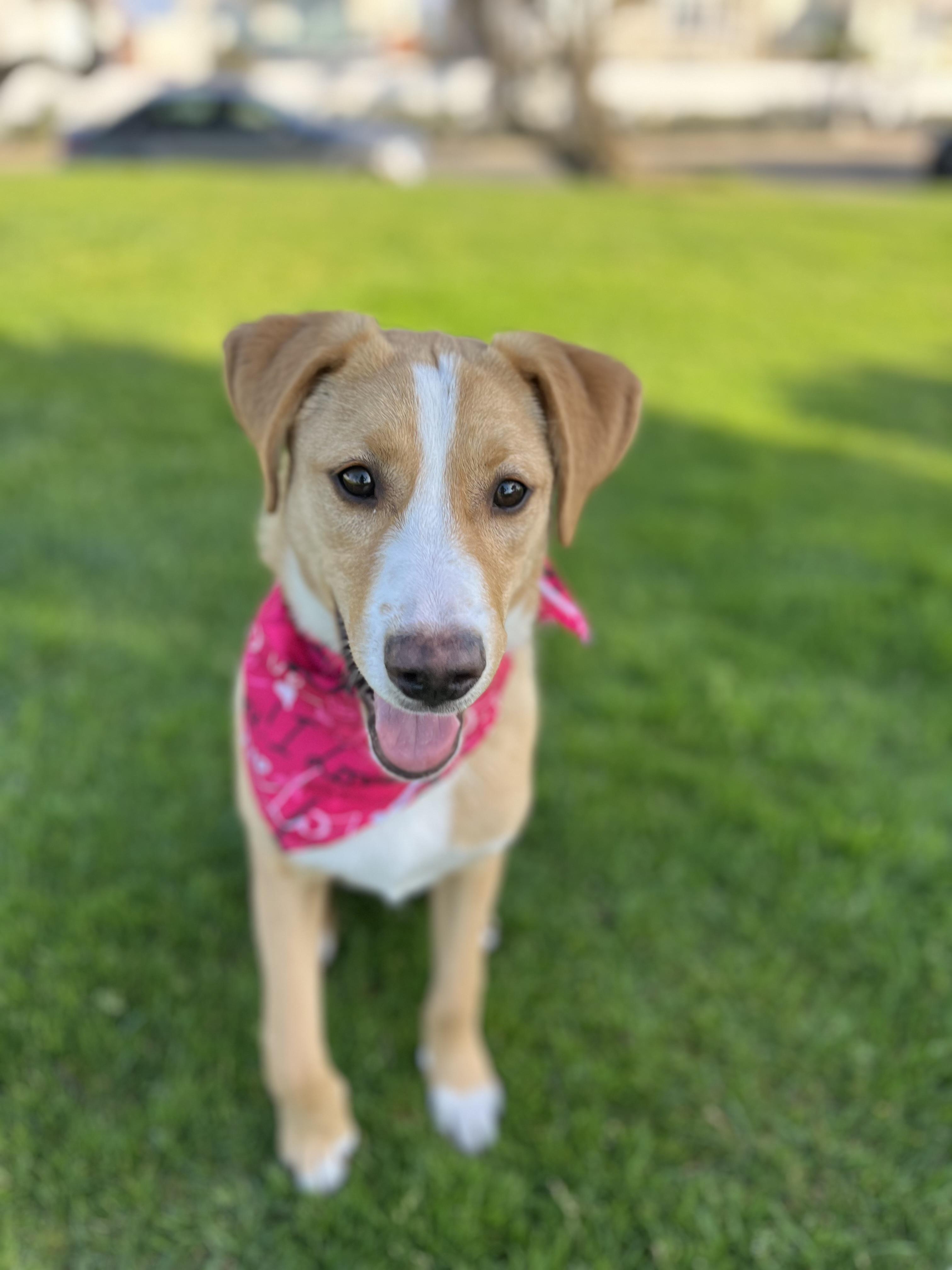 Enlarge Honey, an adopted mixed breed in Poway, CA image 3/5