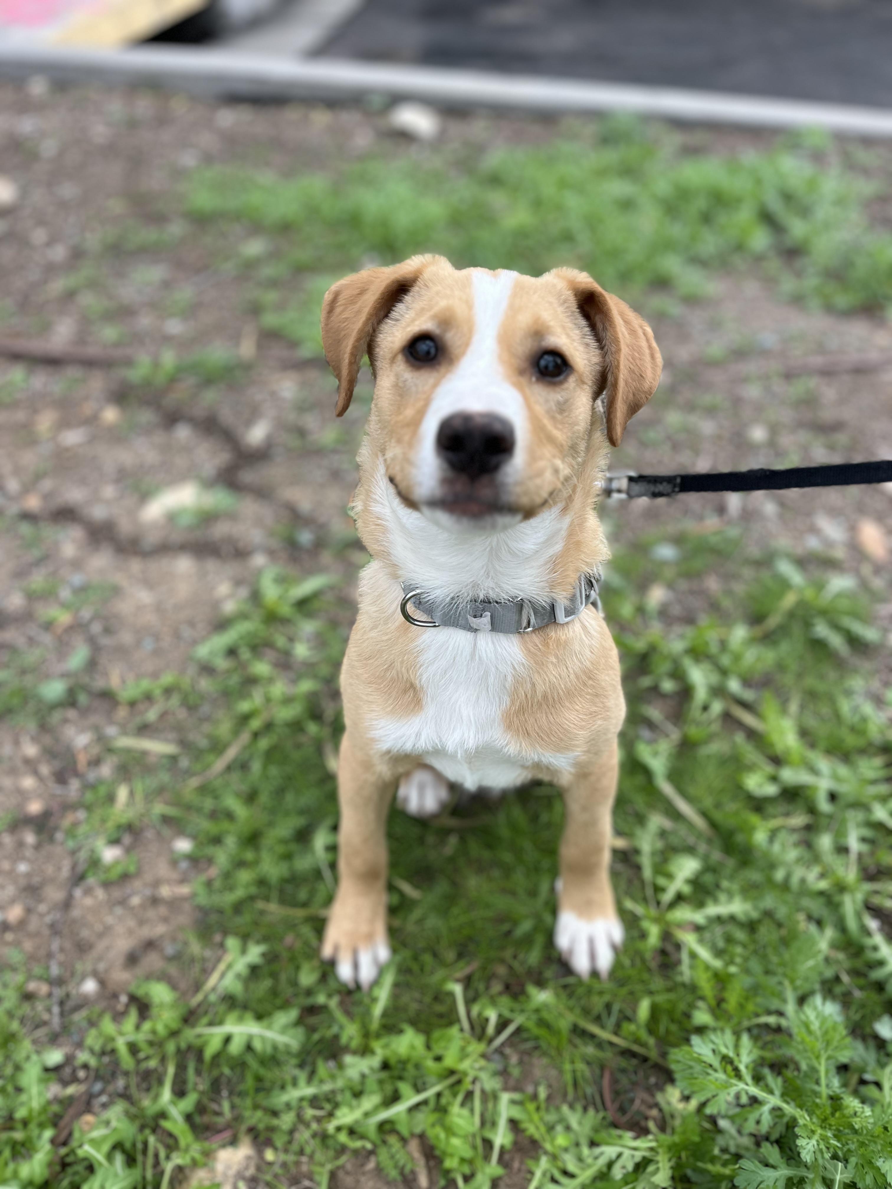 Honey, a ADOPTABLE mixed breed in Poway, CA image 5/5