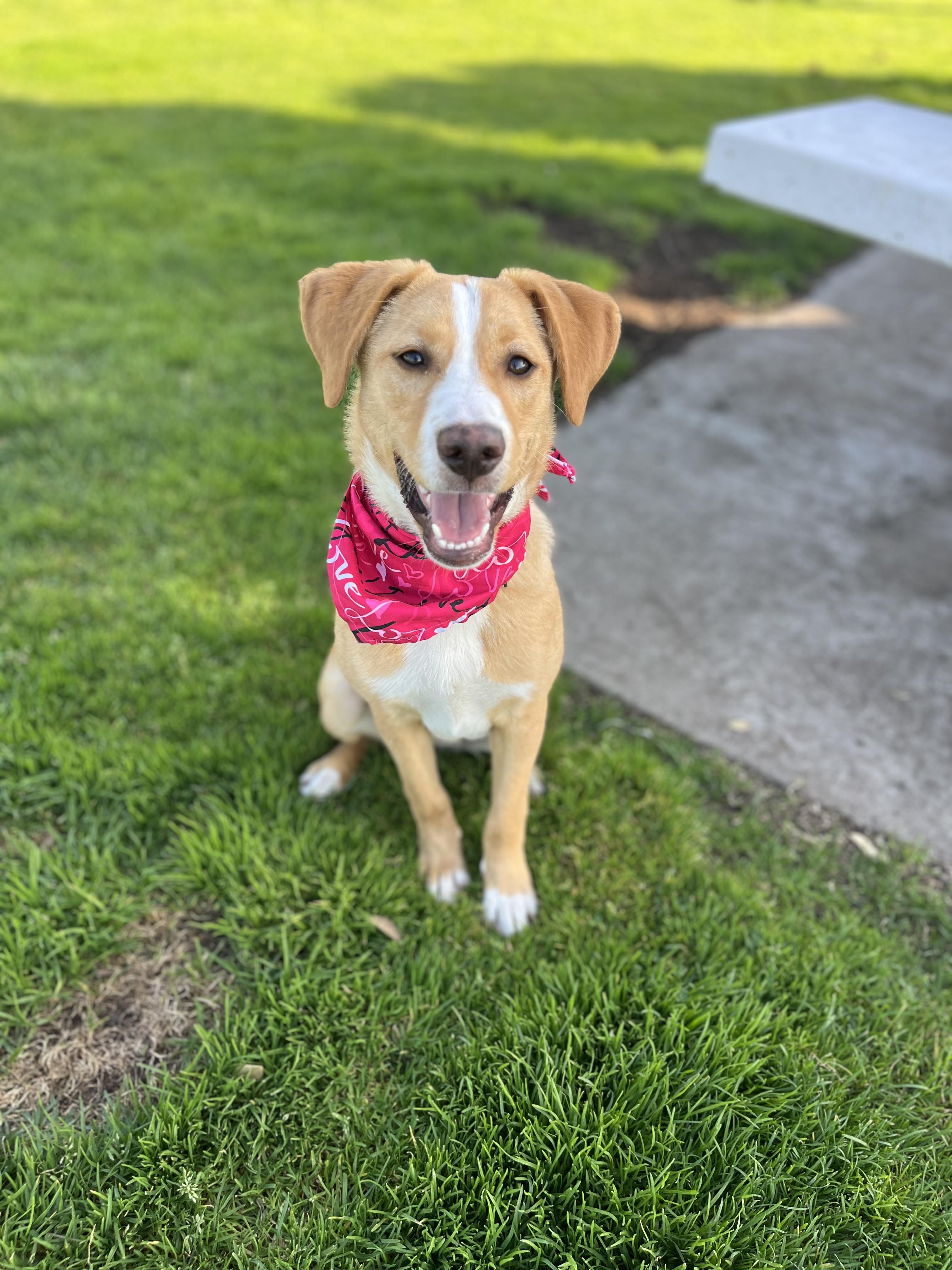 Enlarge Honey, an adopted mixed breed in Poway, CA image 2/5