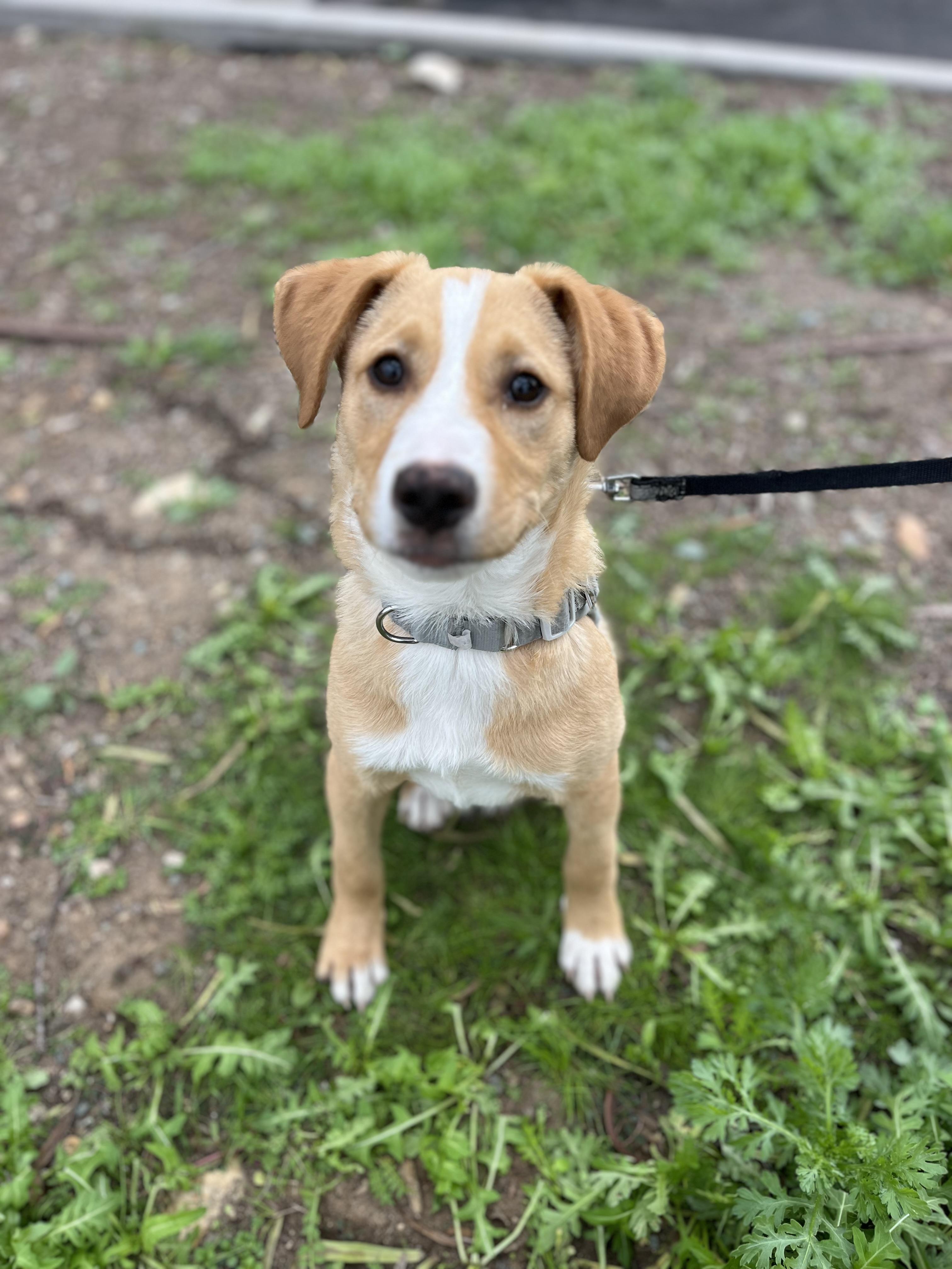 Honey, a ADOPTABLE mixed breed in Poway, CA image 3/5
