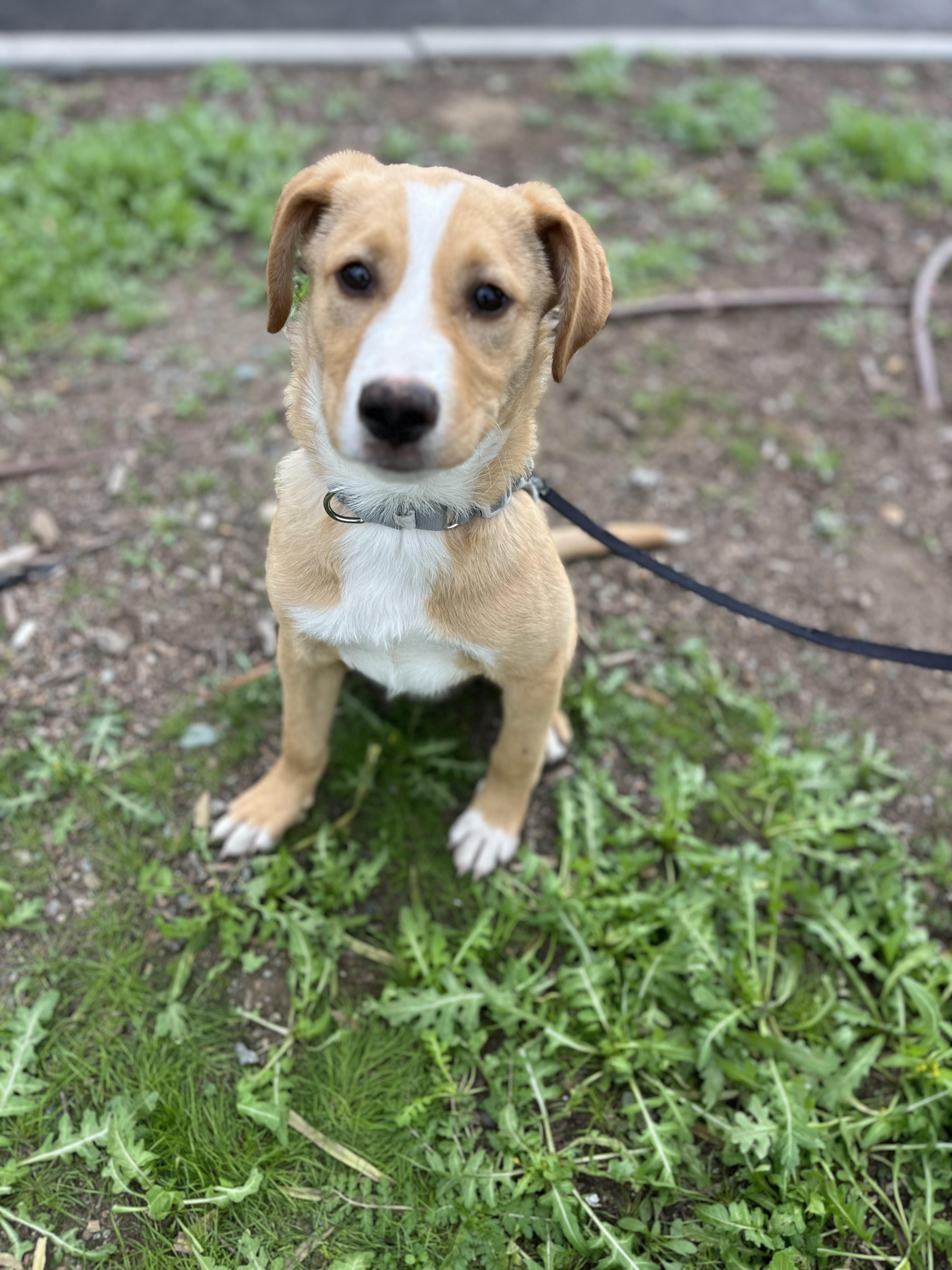 Honey, a ADOPTABLE mixed breed in Poway, CA image 2/5