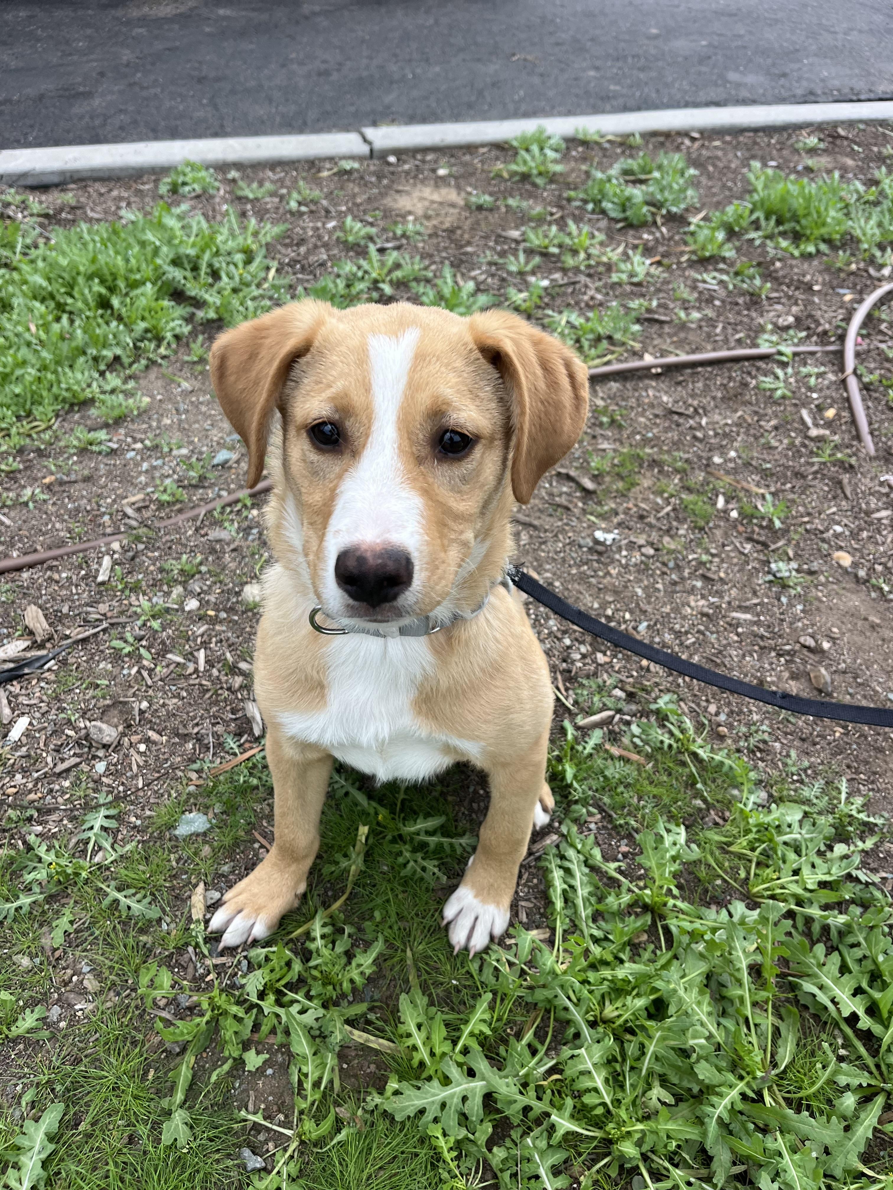 Honey, ADOPTABLE, Puppy Female Labrador Retriever & American Staffordshire Terrier.