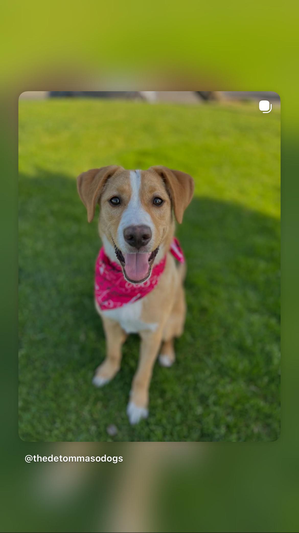 Enlarge Honey, an adopted mixed breed in Poway, CA image 5/5