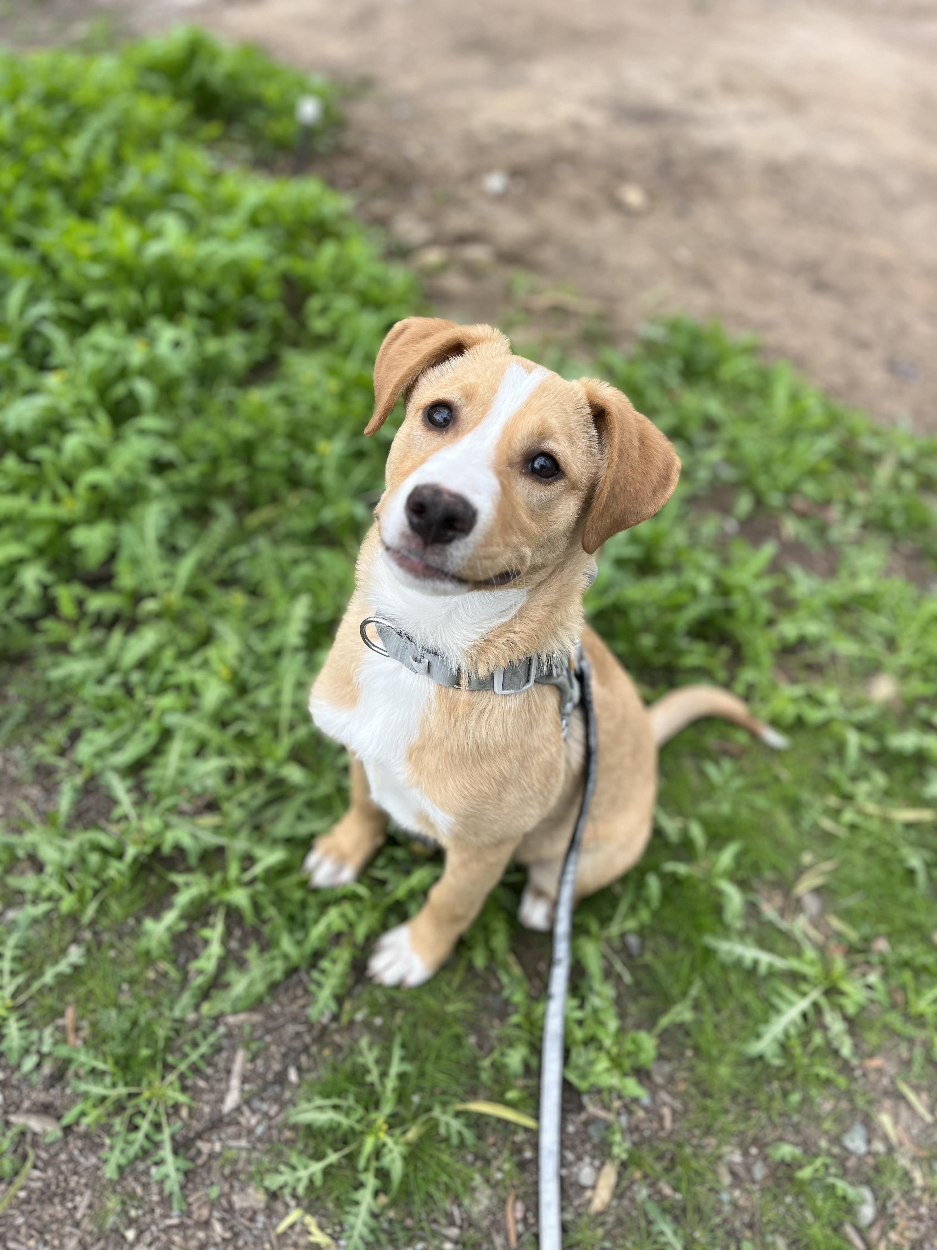 Honey, a ADOPTABLE mixed breed in Poway, CA image 4/5