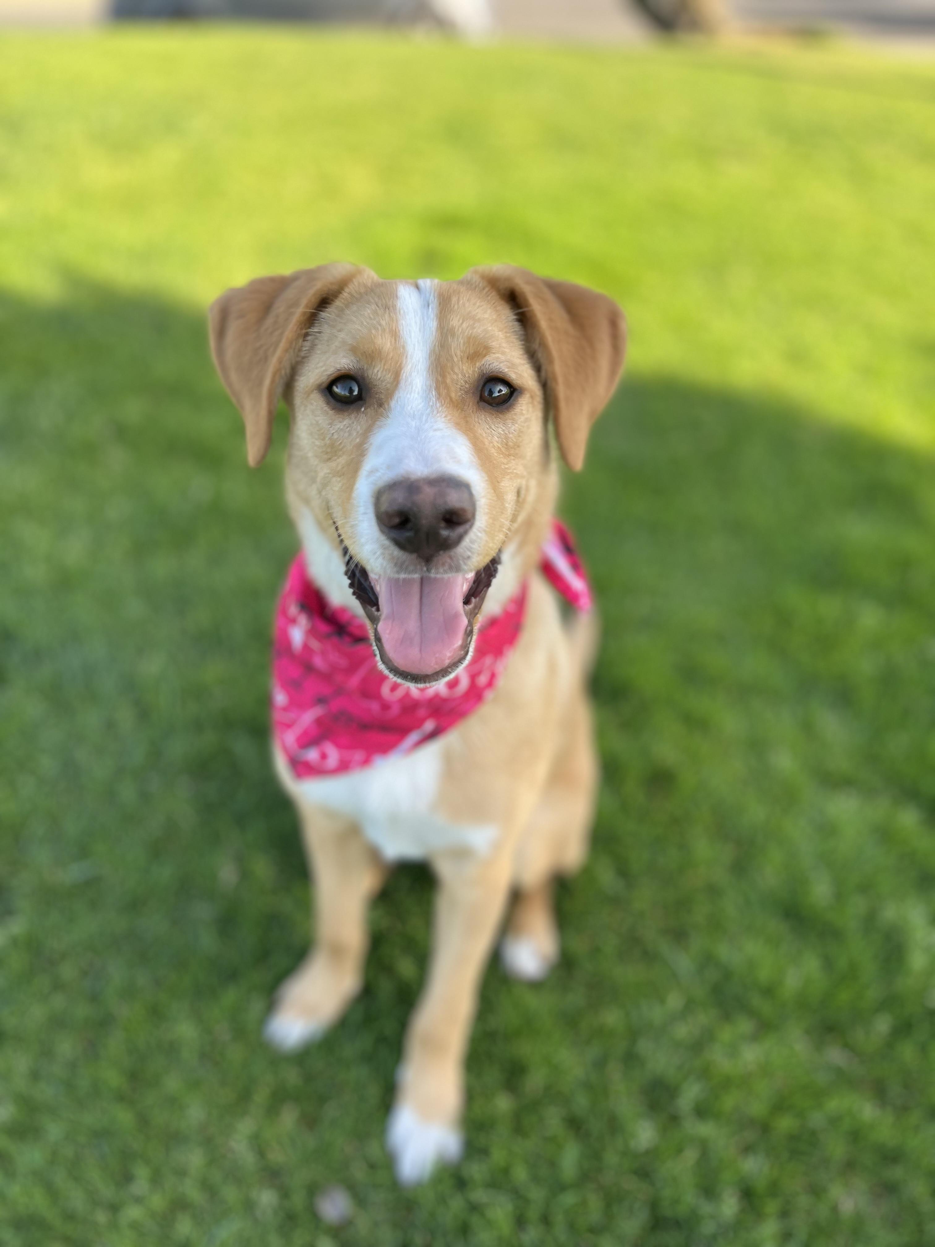 Honey, ADOPTABLE, Puppy Female Labrador Retriever & American Staffordshire Terrier.