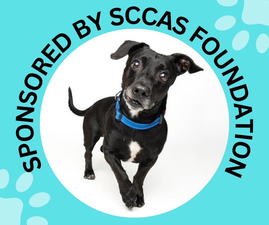 WINSLOW*, Adoptable, Senior Male Beagle.