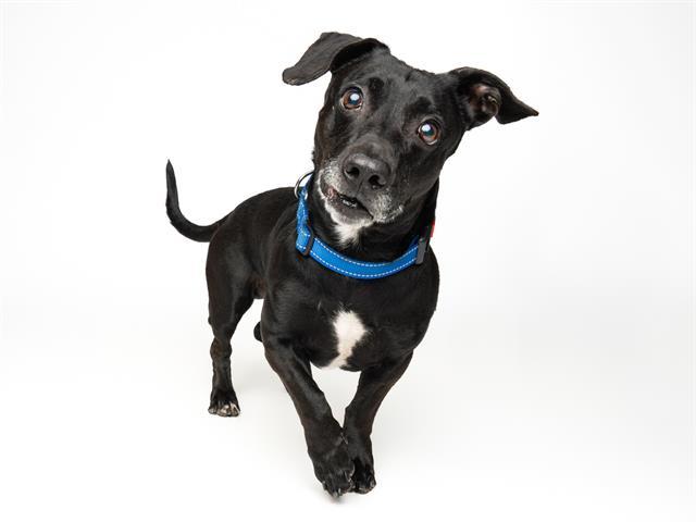 WINSLOW*, Adoptable, Senior Male Beagle.