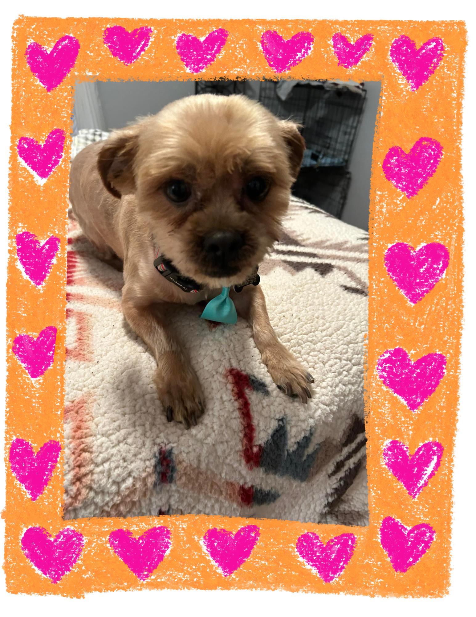 Enlarge Chewbacca, a ADOPTABLE mixed breed in Winsted, CT image 1/4