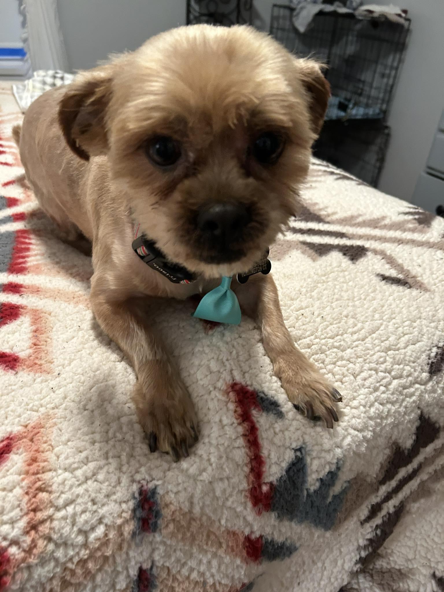 Enlarge Chewbacca, a ADOPTABLE mixed breed in Winsted, CT image 3/4