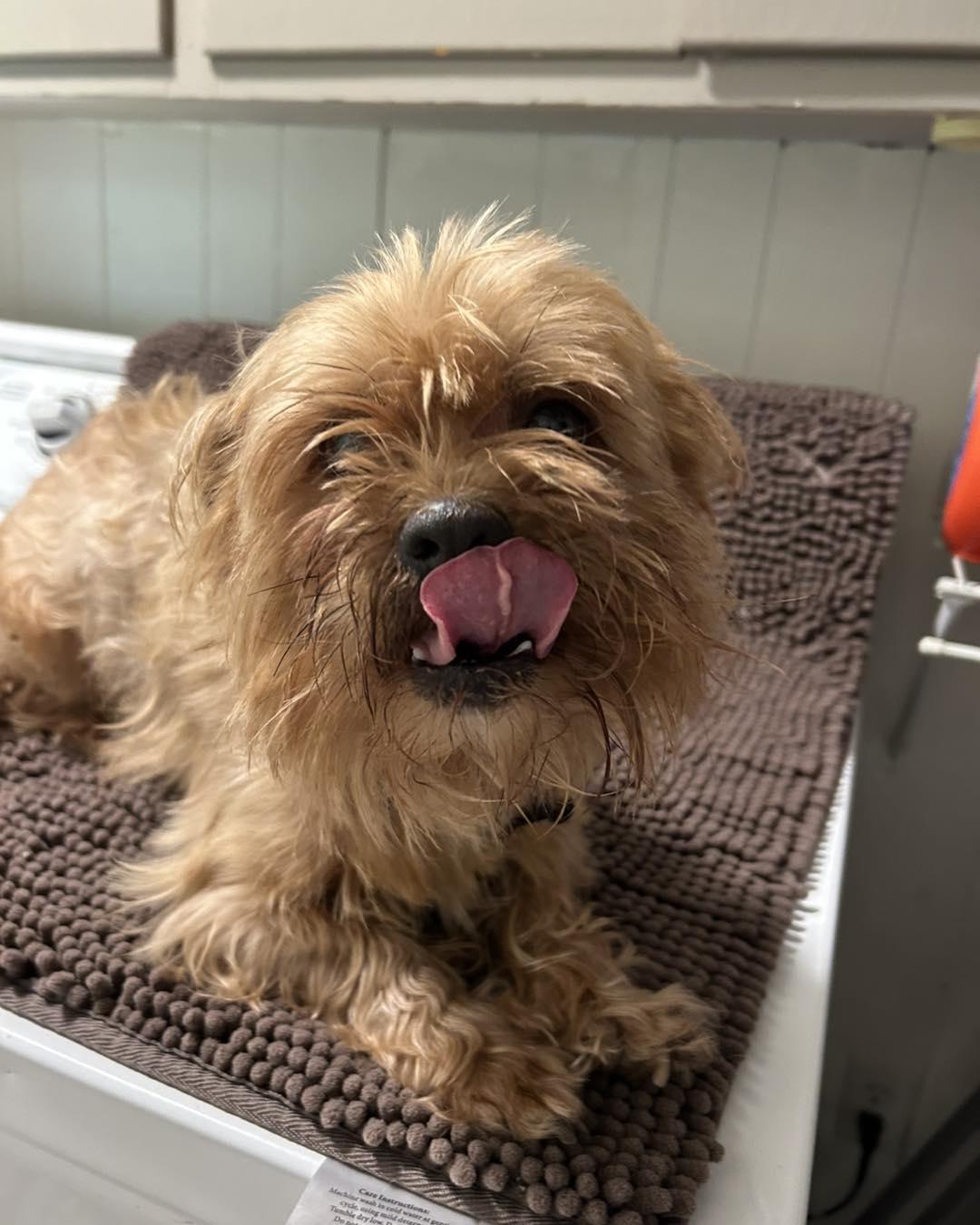 Enlarge Chewbacca, a ADOPTABLE mixed breed in Winsted, CT image 2/4