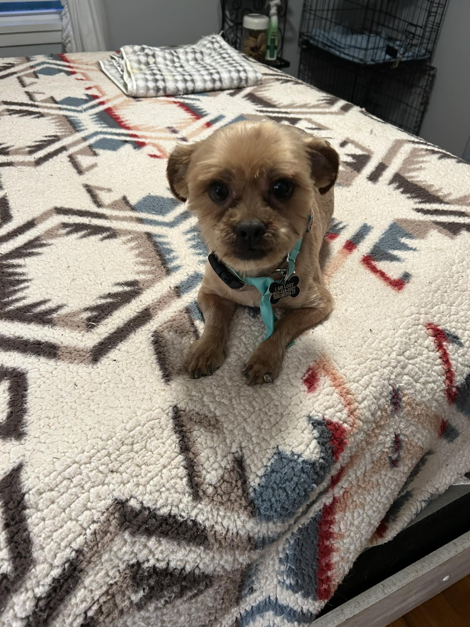 Enlarge Chewbacca, a ADOPTABLE mixed breed in Winsted, CT image 4/4