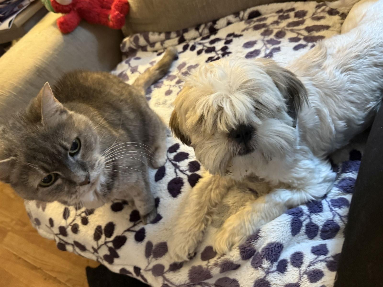 Enlarge Valencia, a Adoptable Shih Tzu in Columbia, MD image 1/3