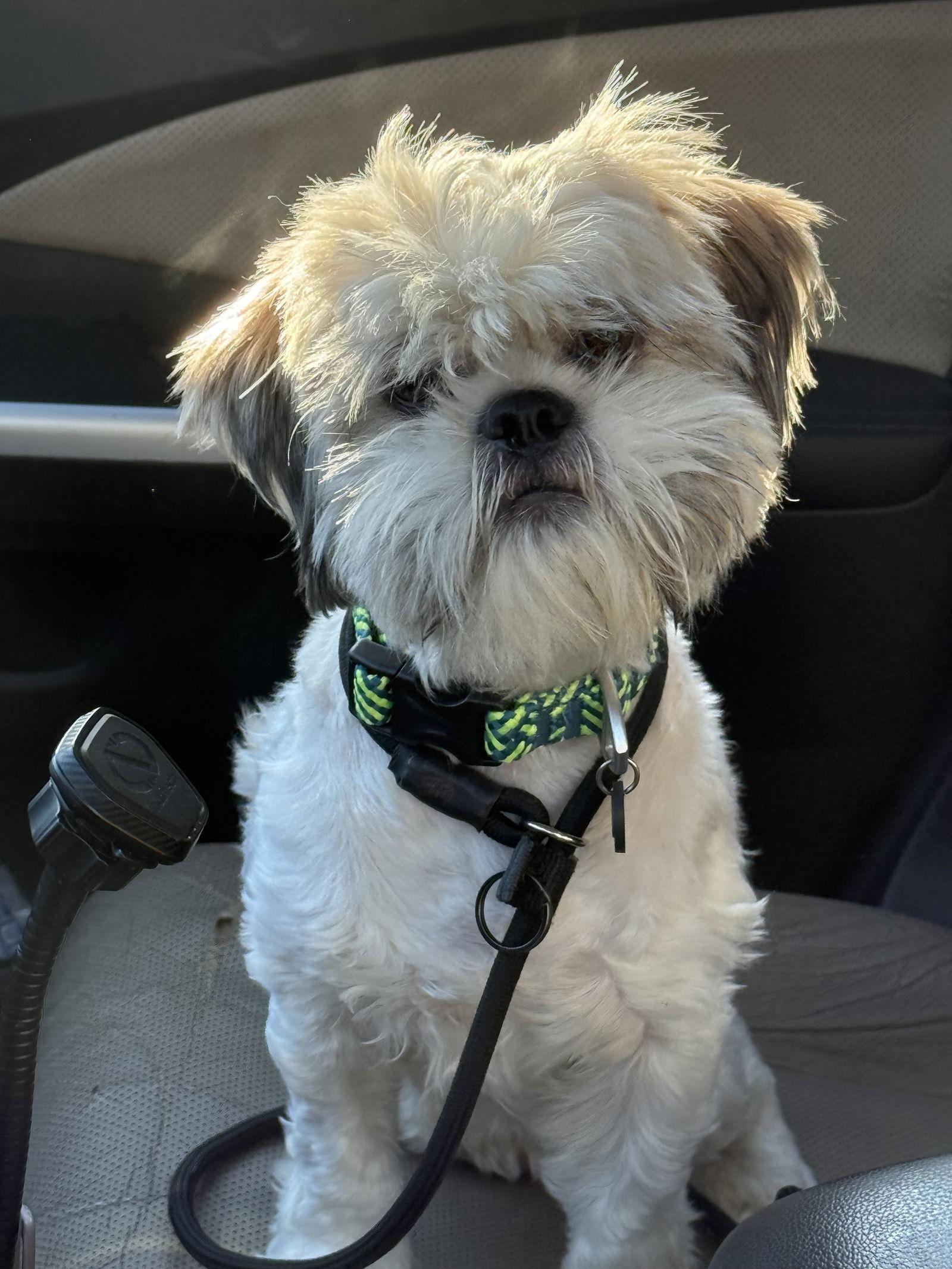 Enlarge Valencia, a Adoptable Shih Tzu in Columbia, MD image 3/3